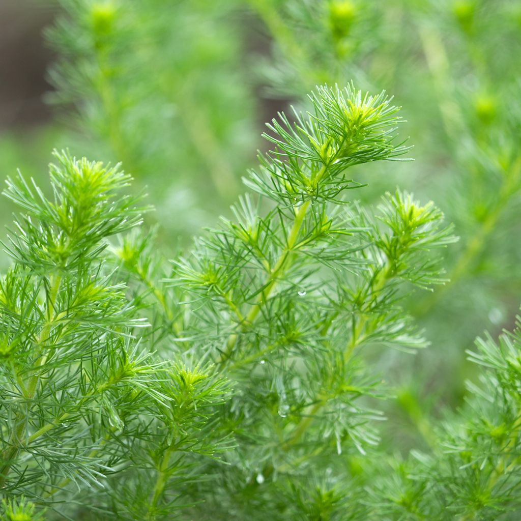 Eberraute - Artemisia abrotanum