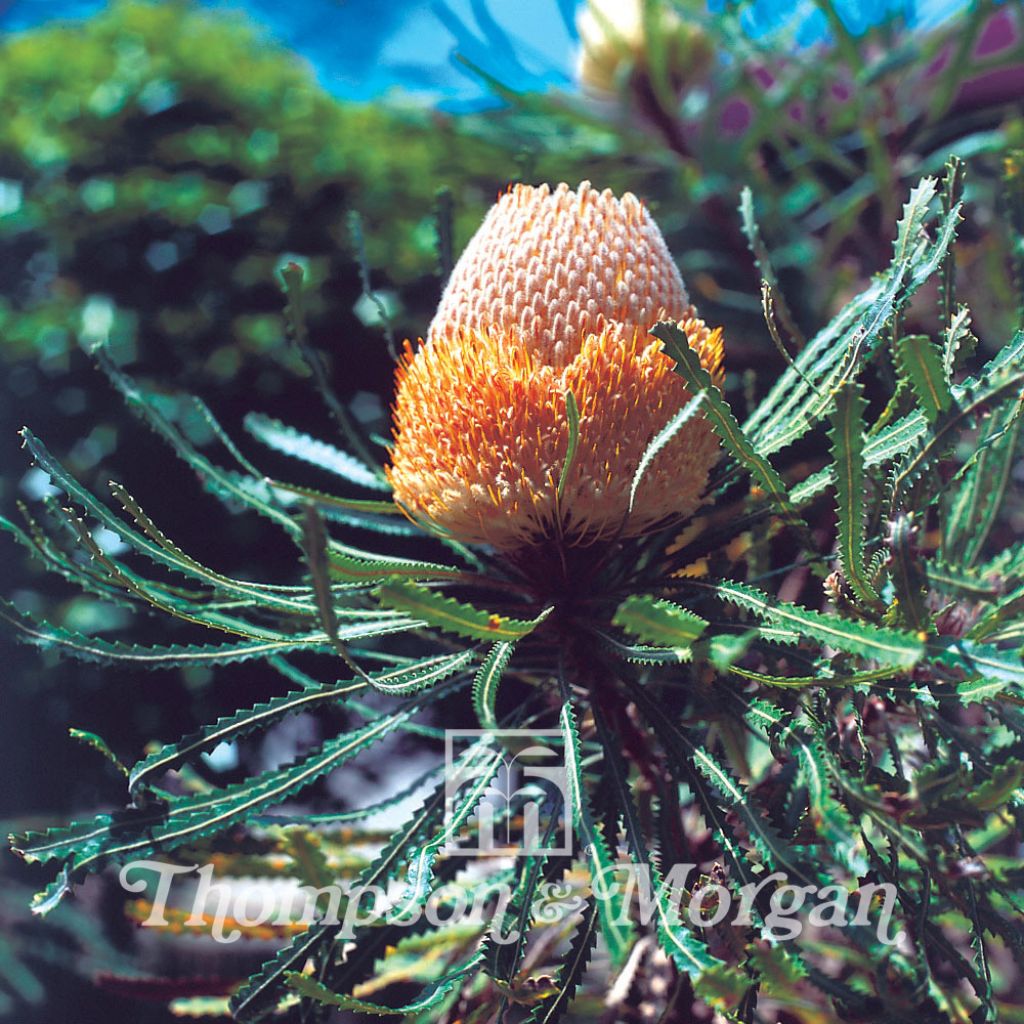 Banksia hookeriana (Samen) - Banksie