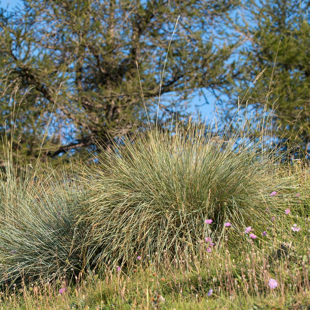 Wiesenhafer - Helictotrichon sempervirens