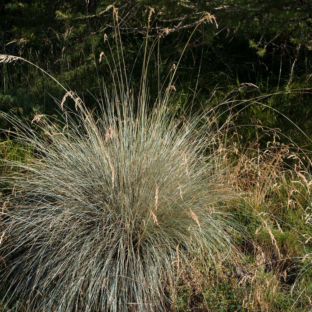 Wiesenhafer - Helictotrichon sempervirens