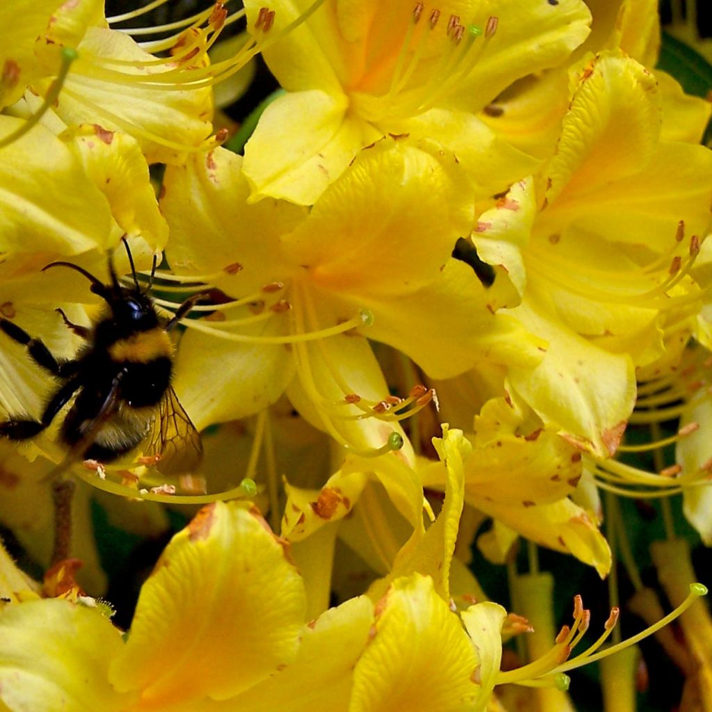 Japanische Azalee Lingot d'Or - Azalea