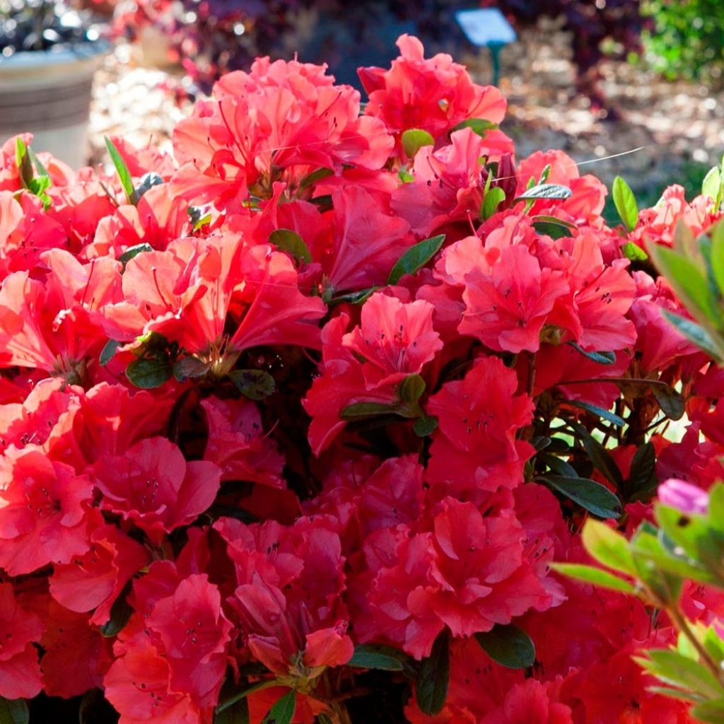 Japanische Azalee ENCORE Ruby - Azalea