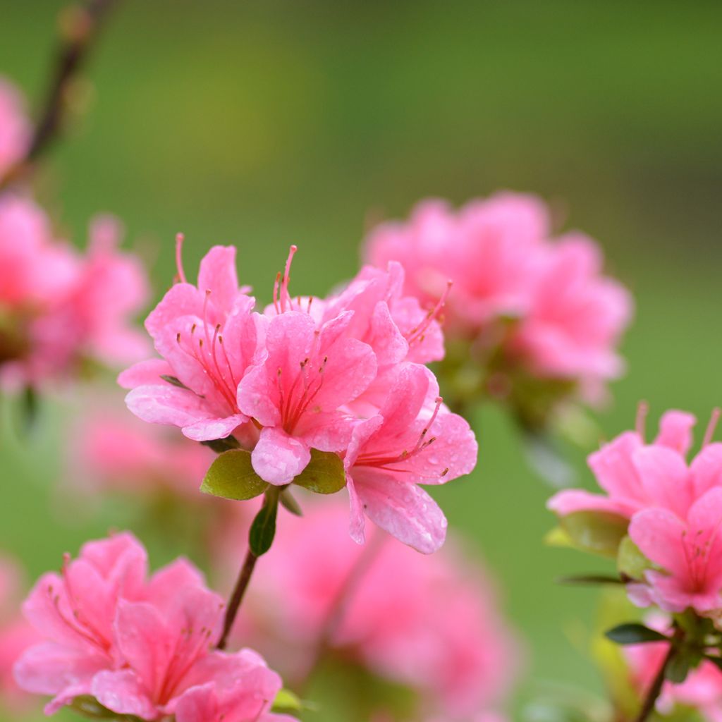 Japanische Azalee Sylvester - Azalea