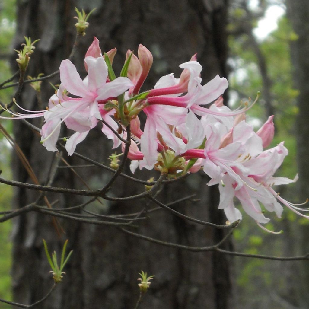 Azalea canescens - Bergazalee