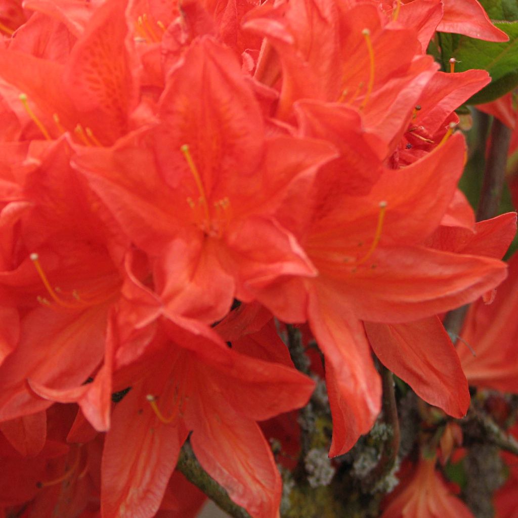 Sommergrüne Azalee Koster's Brilliant Red - Azalea mollis