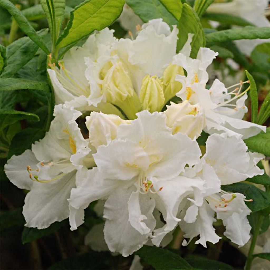 Sommergrüne Azalee White Frills - Azalea mollis