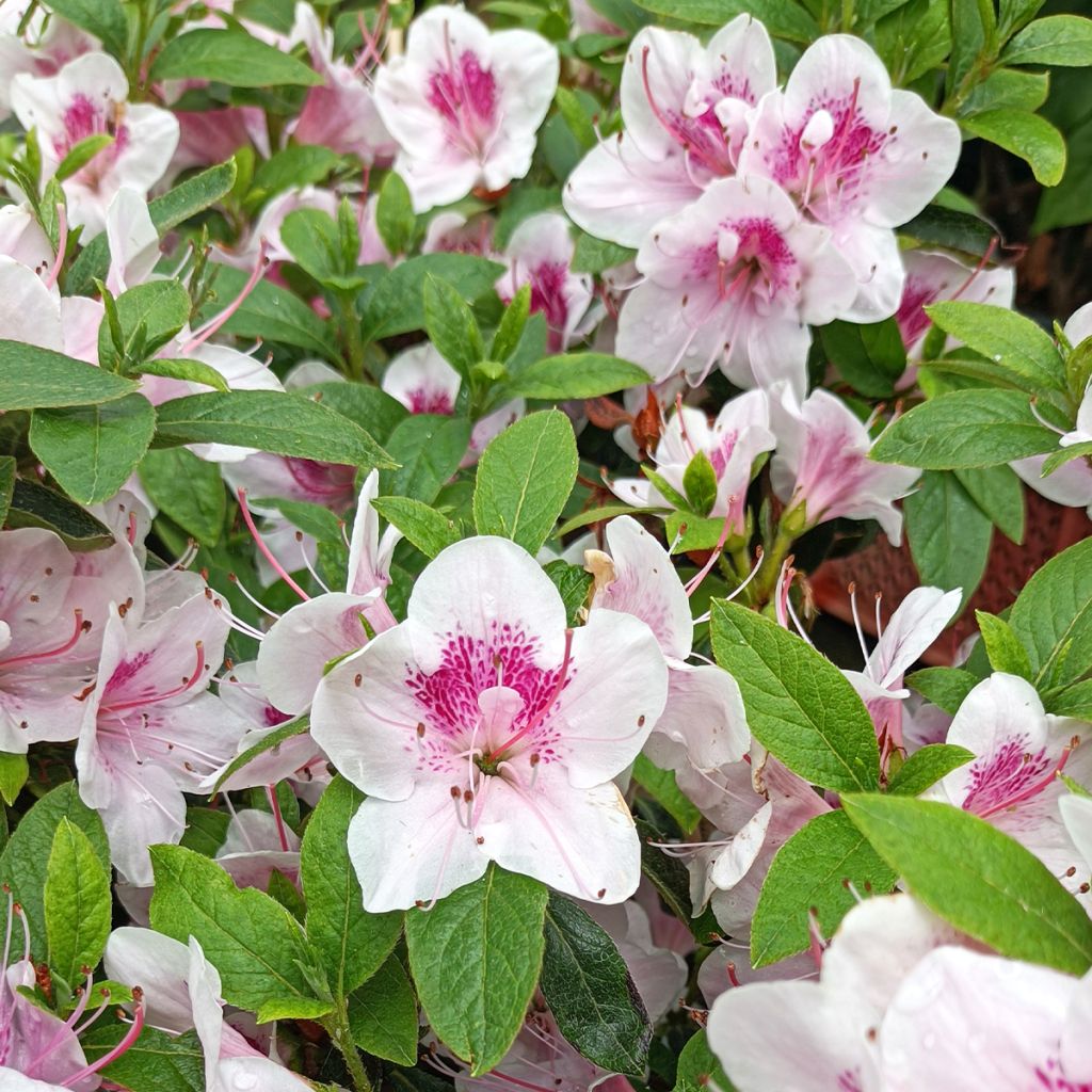 Japanische Azalee Ho Oden - Azalea