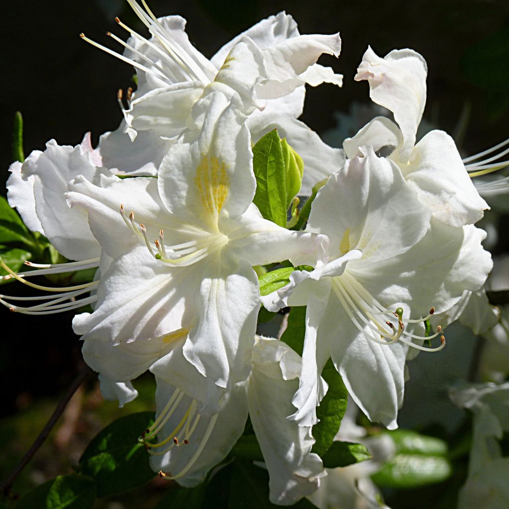 Sommergrüne Azalee Oxydol - Azalea