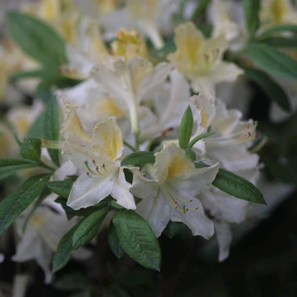 Sommergrüne Azalee Daviesii - Azalea mollis