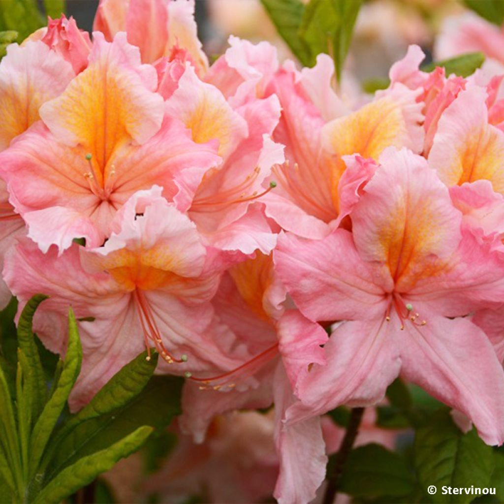 Sommergrüne Azalee Demoiselles de Boutiguery Callista - Azalea mollis