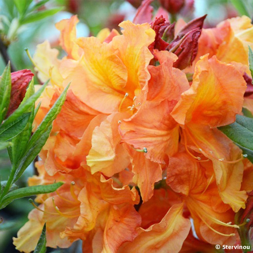 Sommergrüne Azalee Demoiselles de Boutiguery Idylla - Azalea mollis