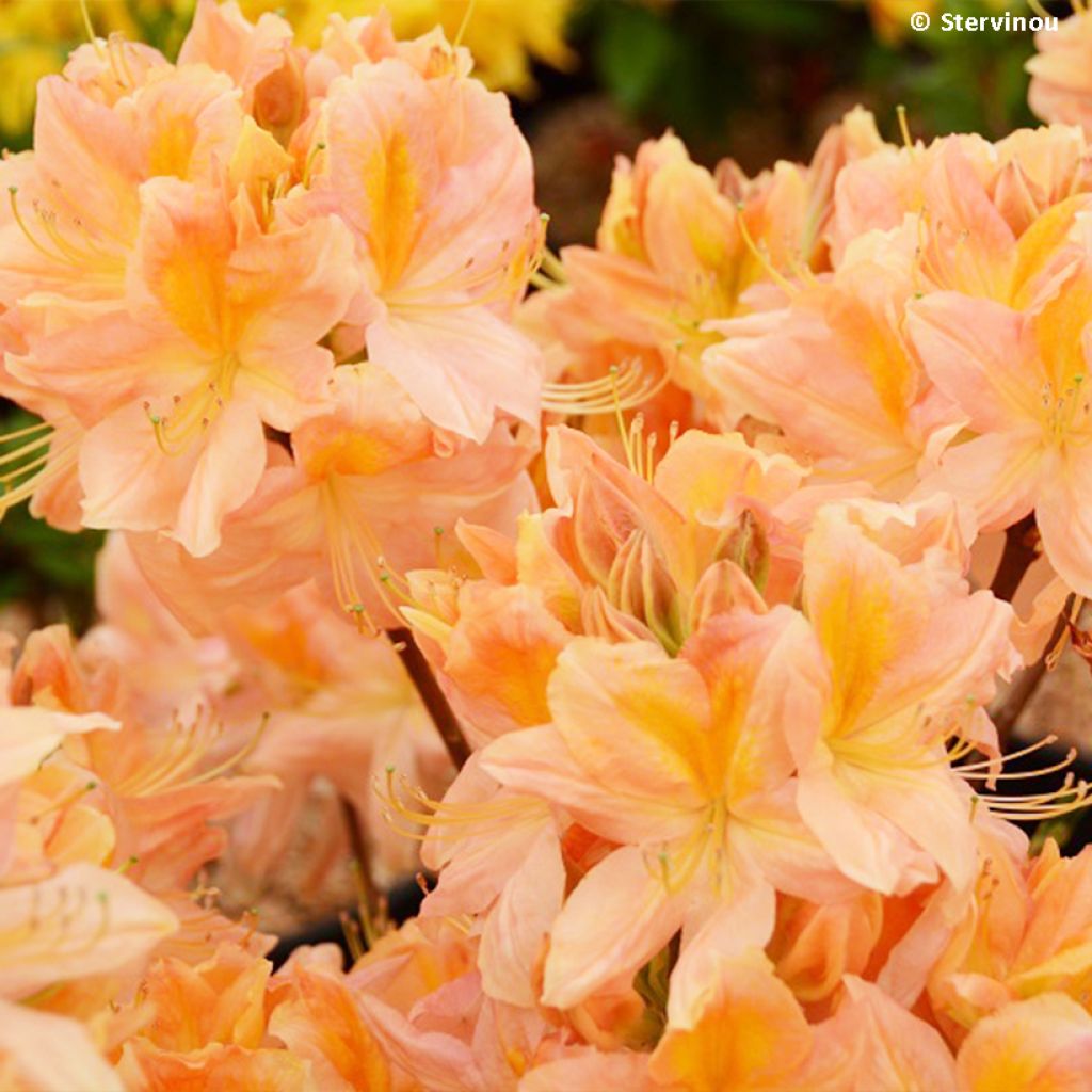 Sommergrüne Azalee Demoiselles de Boutiguery Nella - Azalea mollis