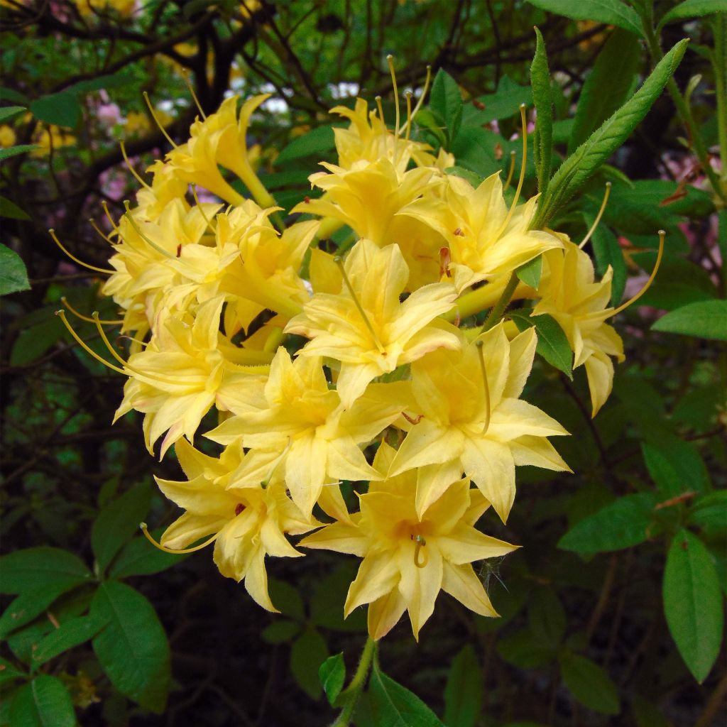 Sommergrüne Azalee Narcissiflora - Azalea luteum