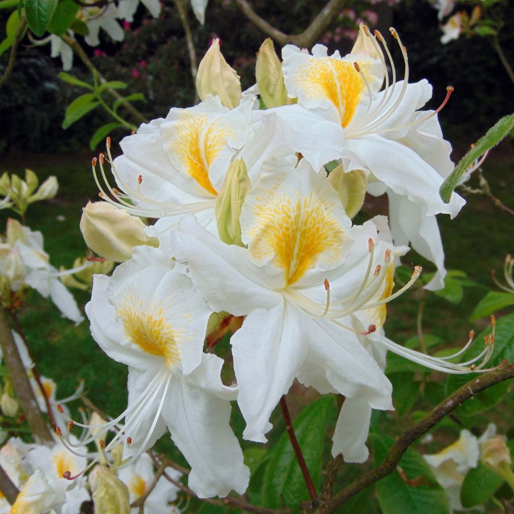 Sommergrüne Azalee Persil - Azalea mollis