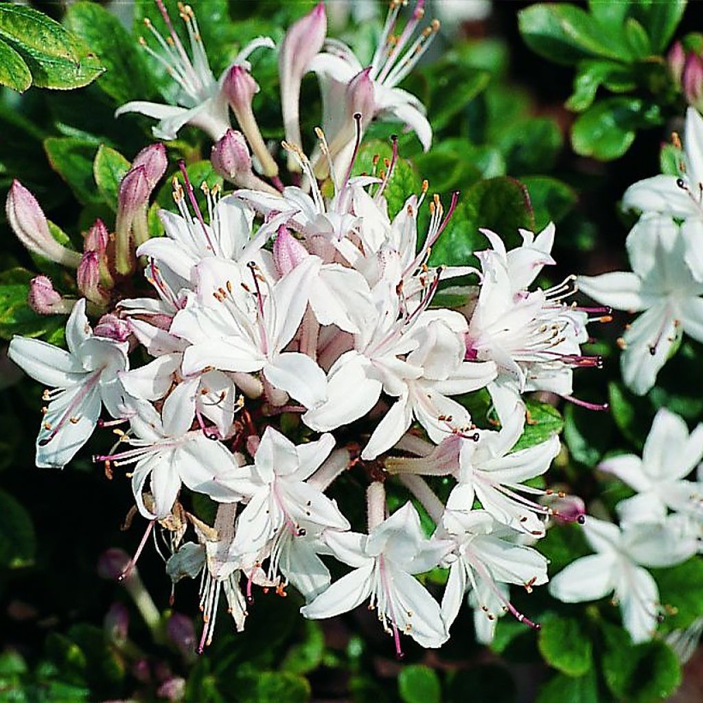 Azalea viscosum Sommerduft - Sommergrüne Azalee