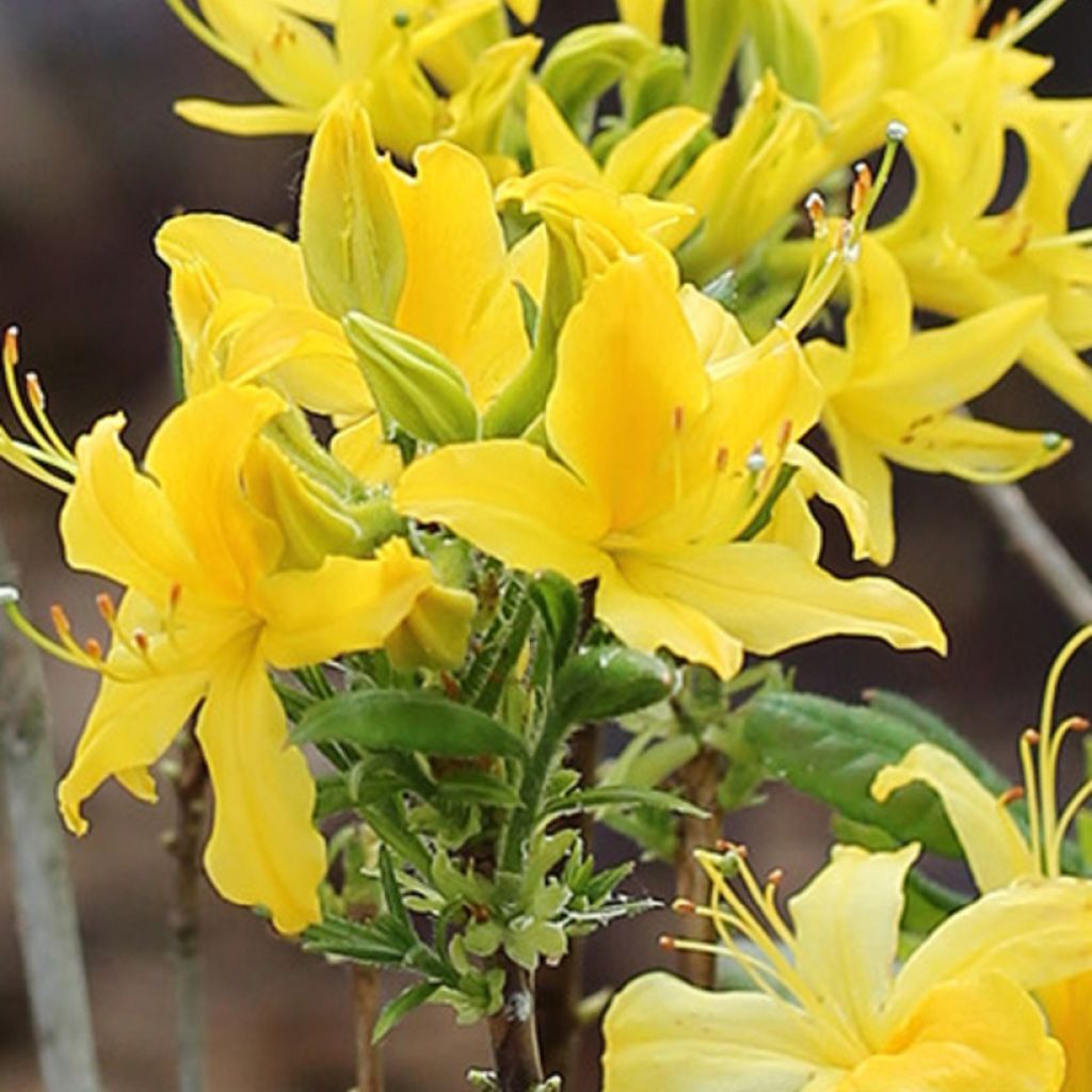 Azalea austrinum - Sommergrüne Azalee