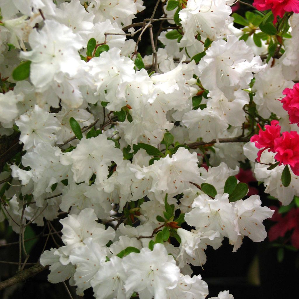 Azalea obtusum Adonis - Japanische Azalee