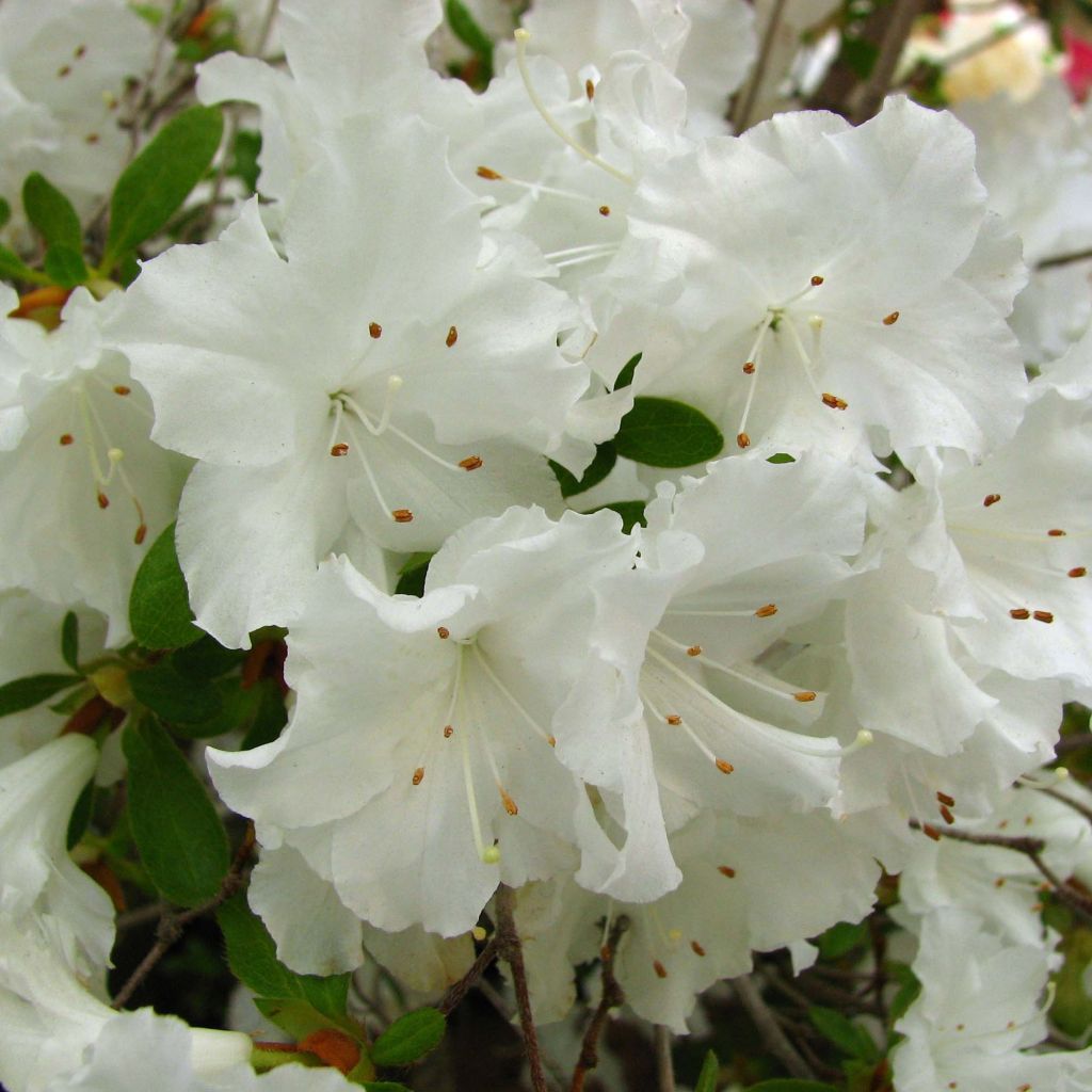 Azalée du Japon Adonis - Rhododendron hybride.