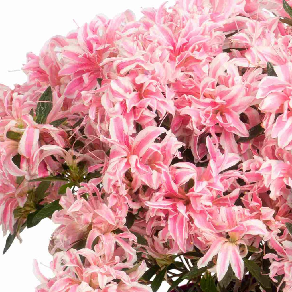 Azalea obtusum Pink Spider - Japanische Azalee