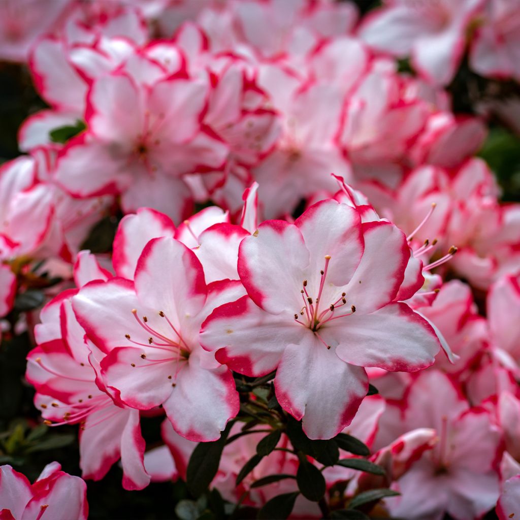 Japanische Azalee Sachsenstern - Azalea