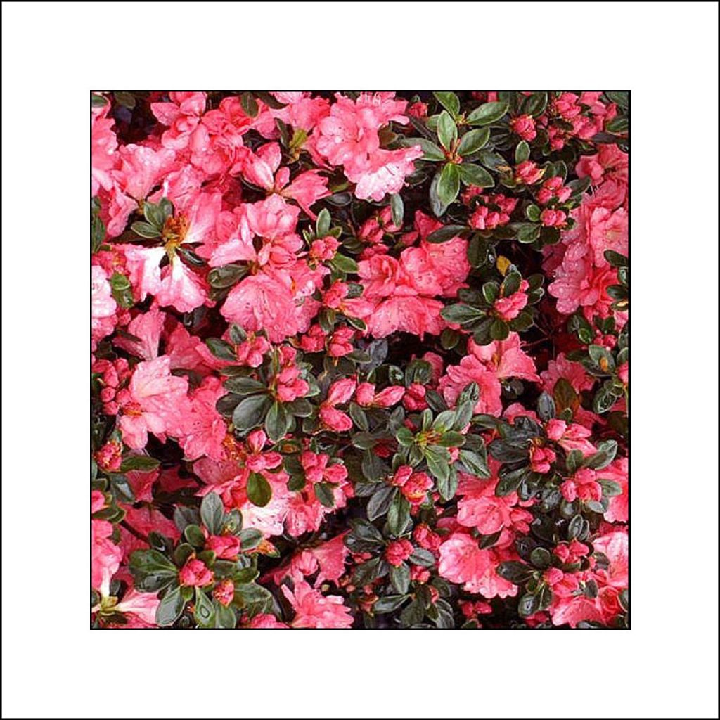 Japanische Azalee Blaauw's pink - Azalea