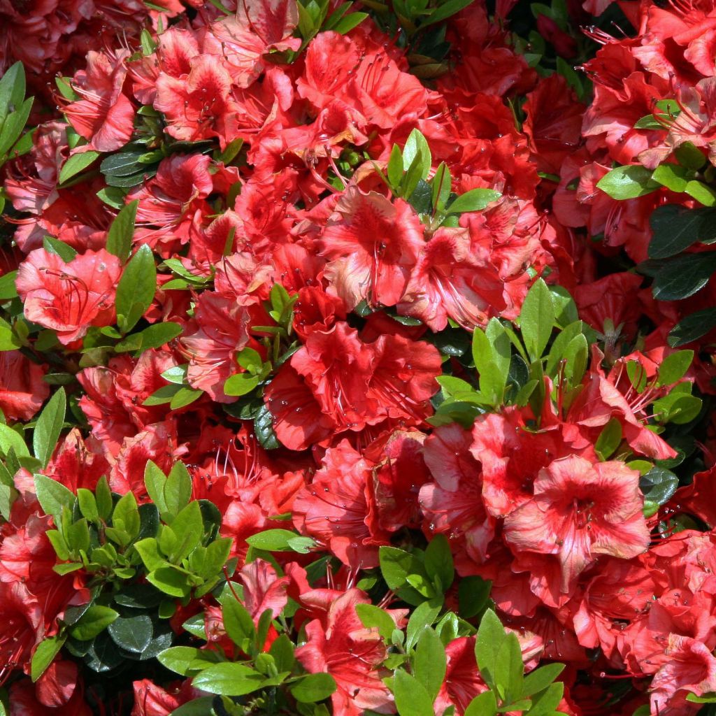 Japanische Azalee Girard's scarlet - Azalea