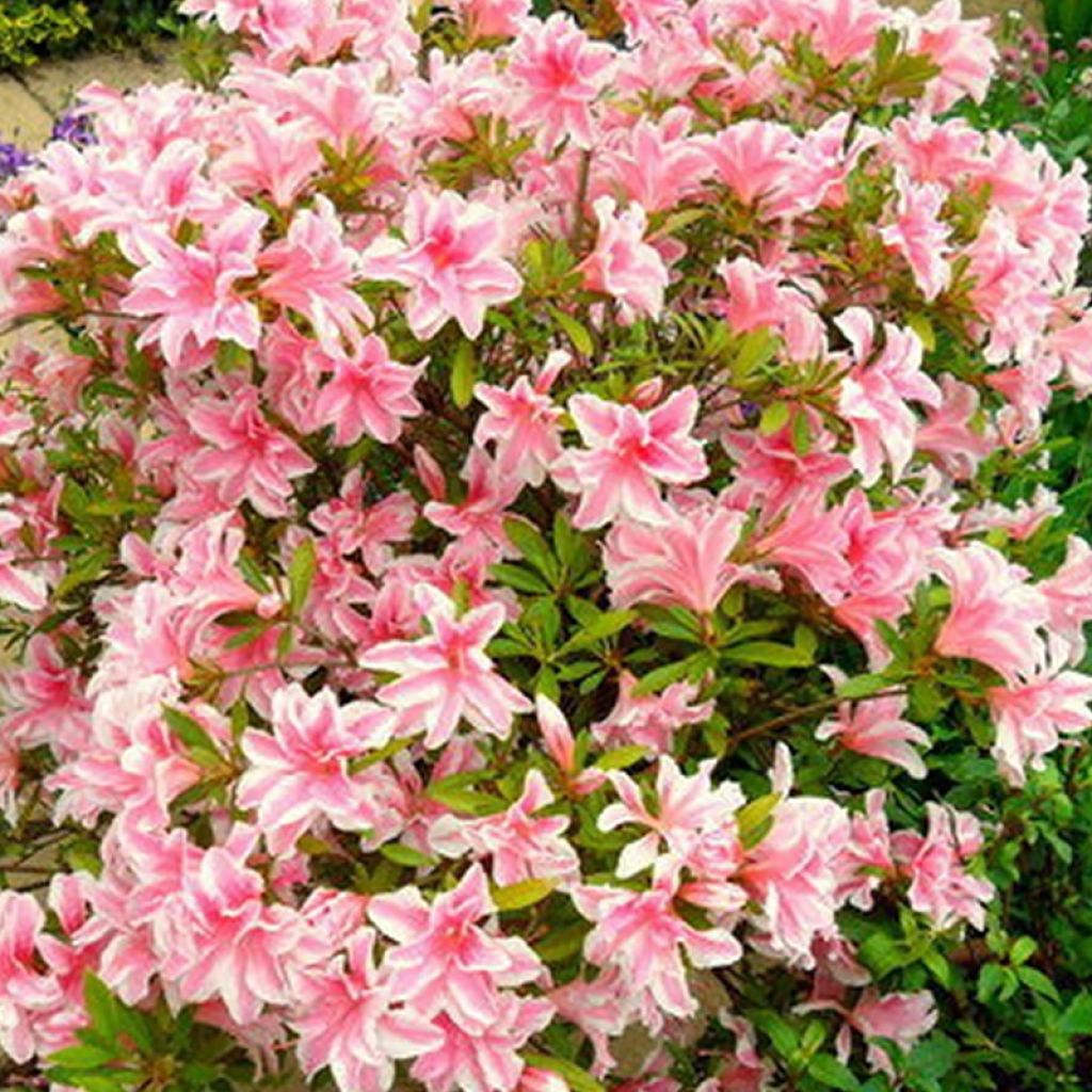 Japanische Azalee Melle - Azalea