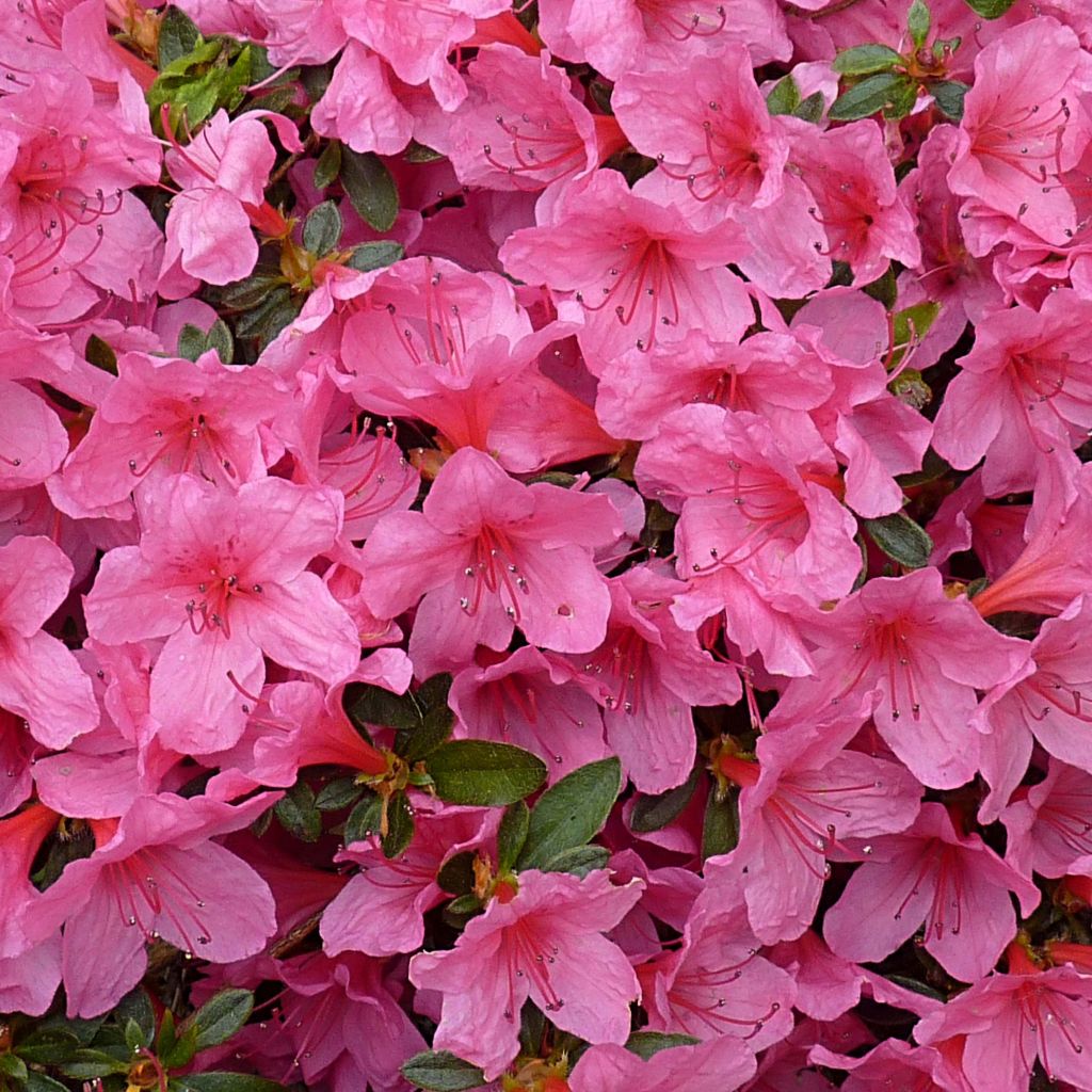 Japanische Azalee Mme Van Hecke - Azalea