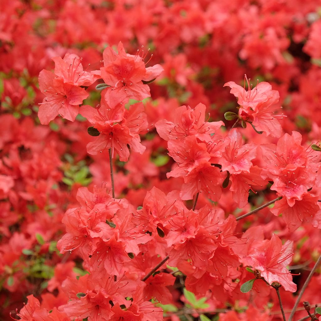 Japanische Azalee Orange Beauty - Azalea