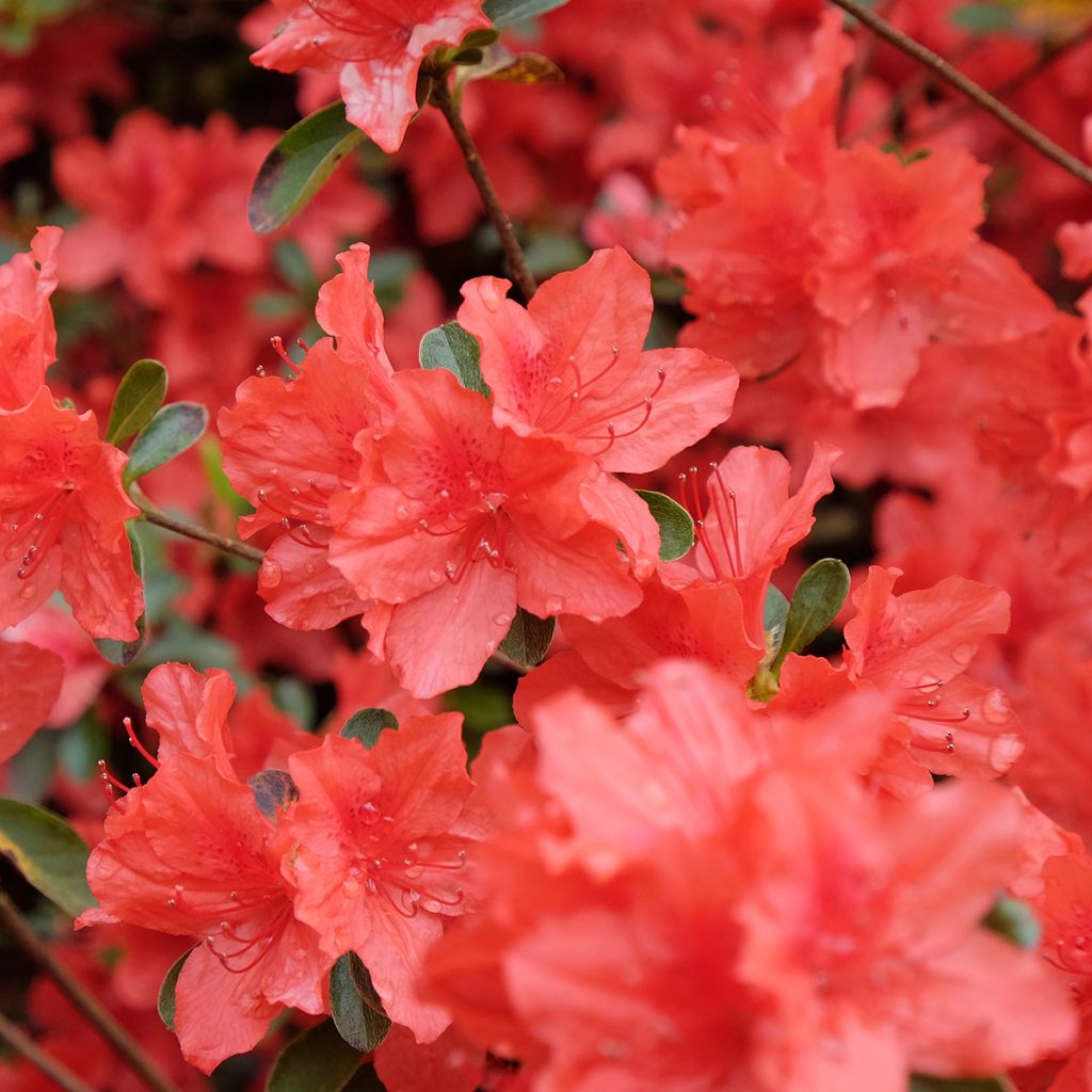 Azalée japonaise Orange Beauty - Rhododendron hybride