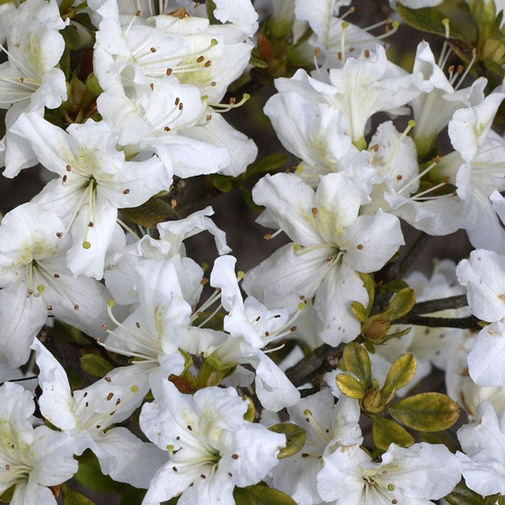 Azalea obtusum Schneeglanz - Japanische Azalee