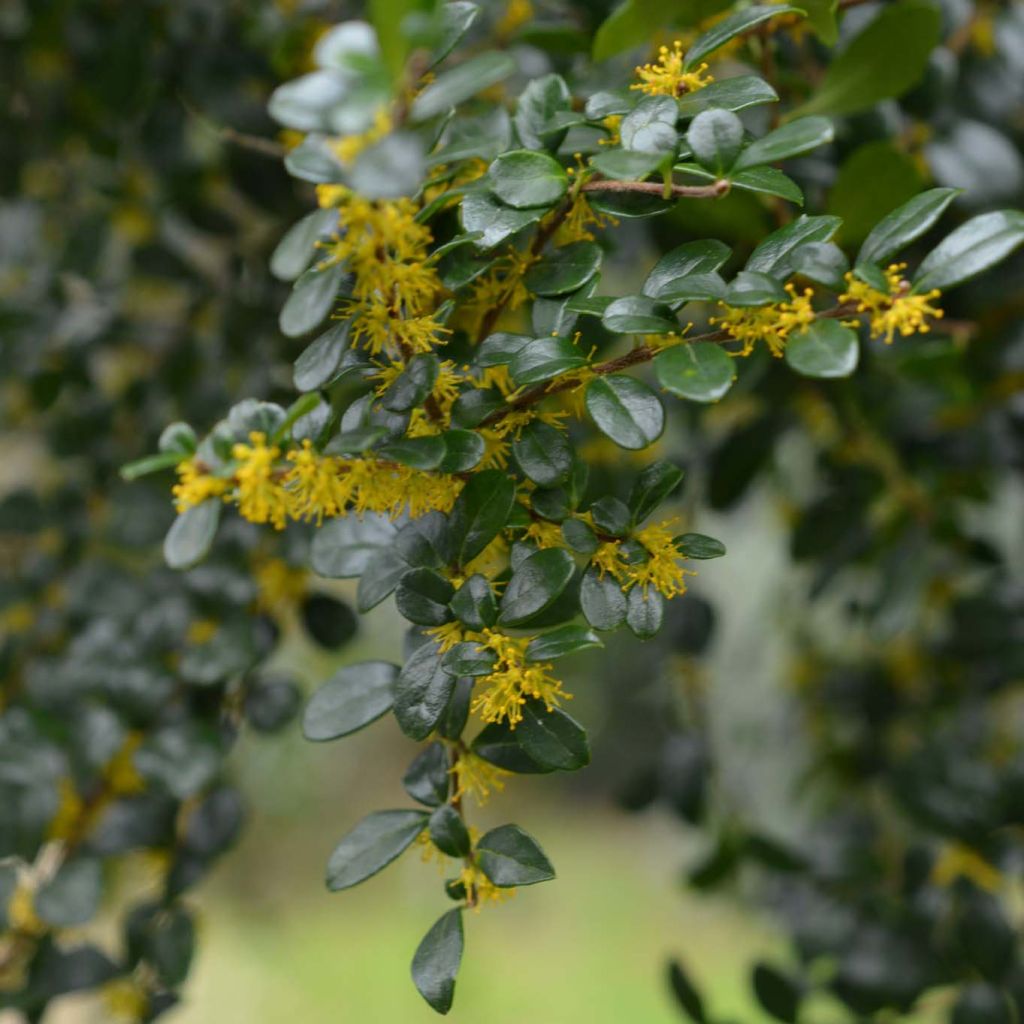 Azara microphylla