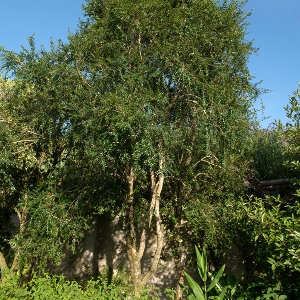 Azara microphylla