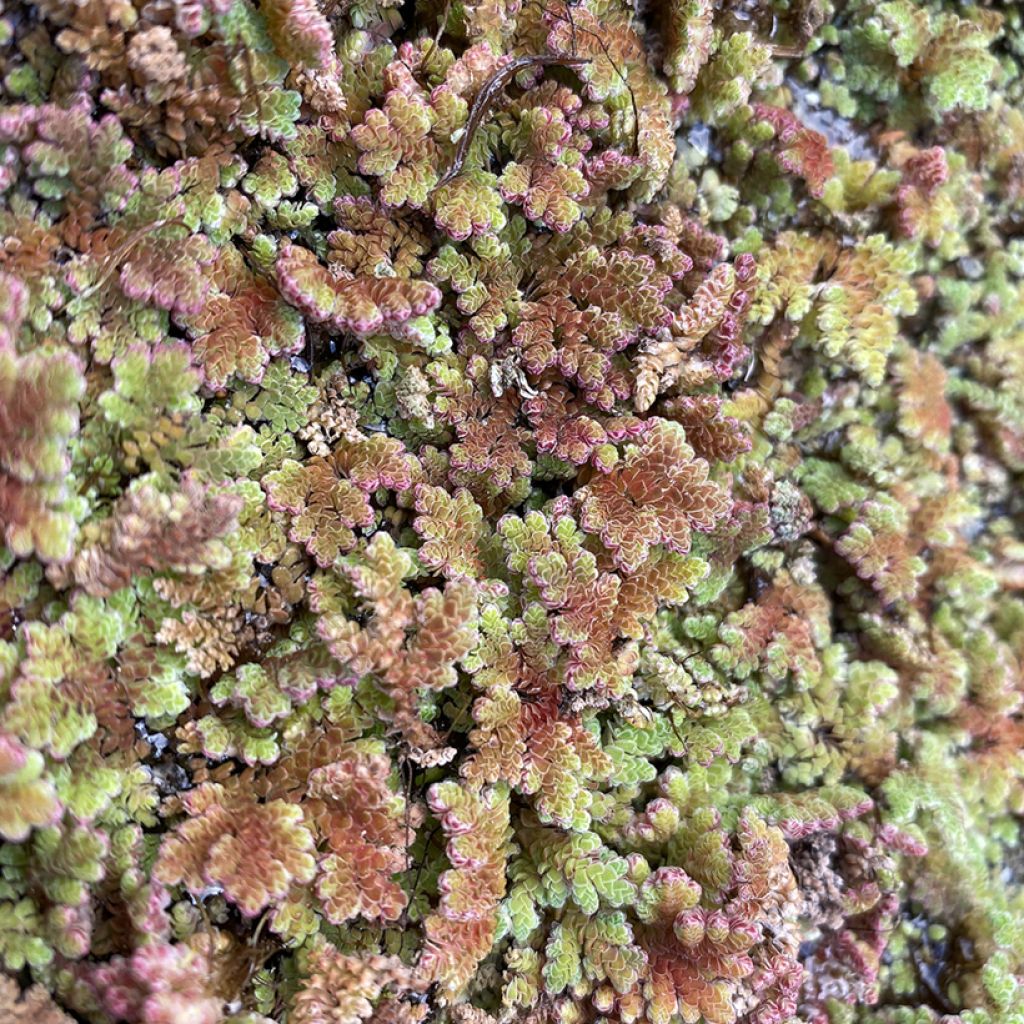 Azolla pinnata - Gefiederte Algenfarn