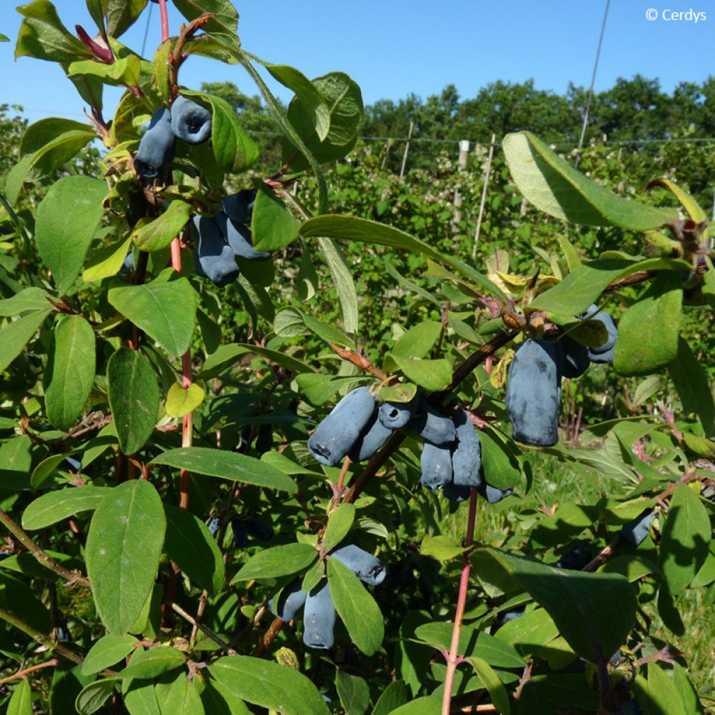 Heckenkirsche Martin - Lonicera kamtschatica