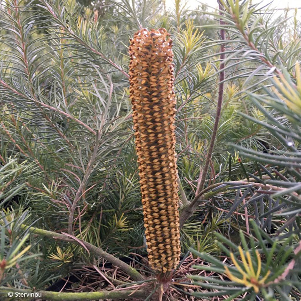 Banksia Giant Candles - Banksie