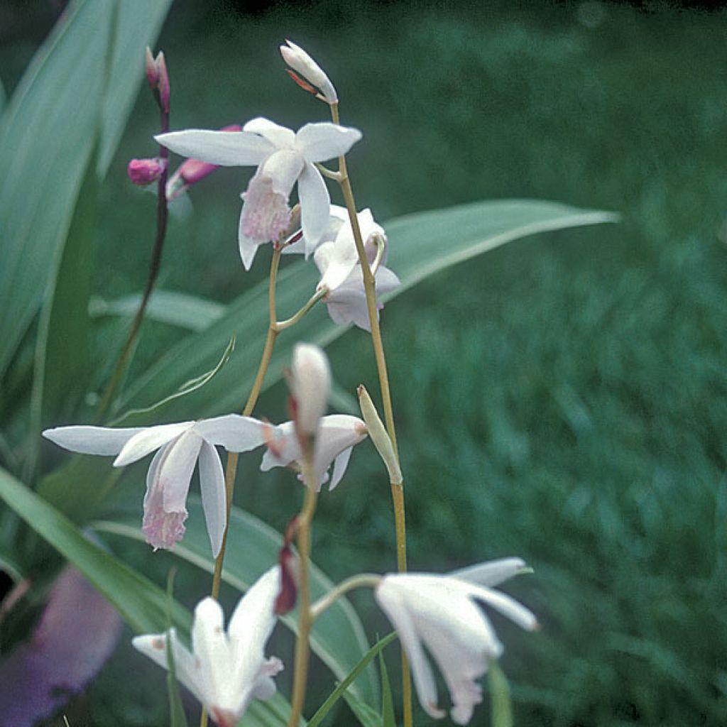 Bletilla striata Alba - Japanorchidee