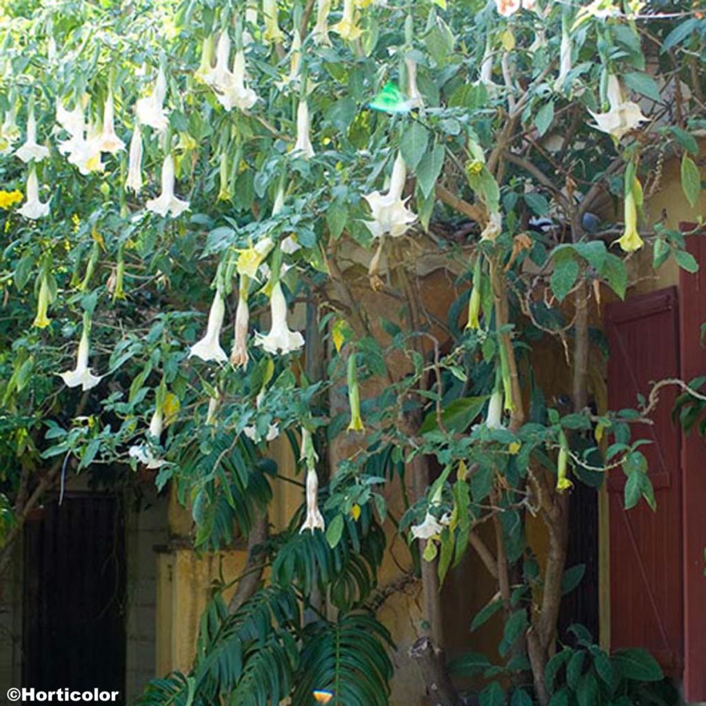 Brugmansia arborea - Trompetenbaum