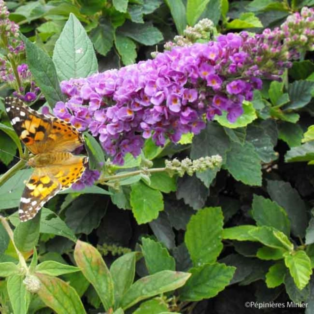 Buddleja Blue Chip - Sommerflieder