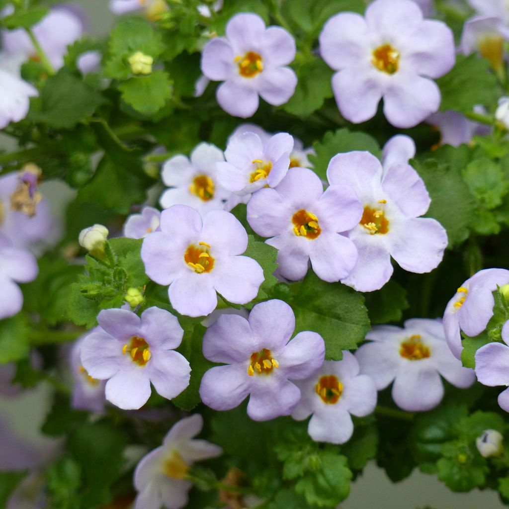 Schneeflockenblume Scopia Gulliver Blue Sensation - Bacopa