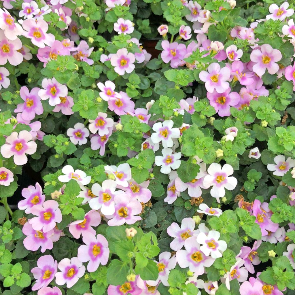 Schneeflockenblume Scopia Gulliver Pink Heart Improved - Bacopa