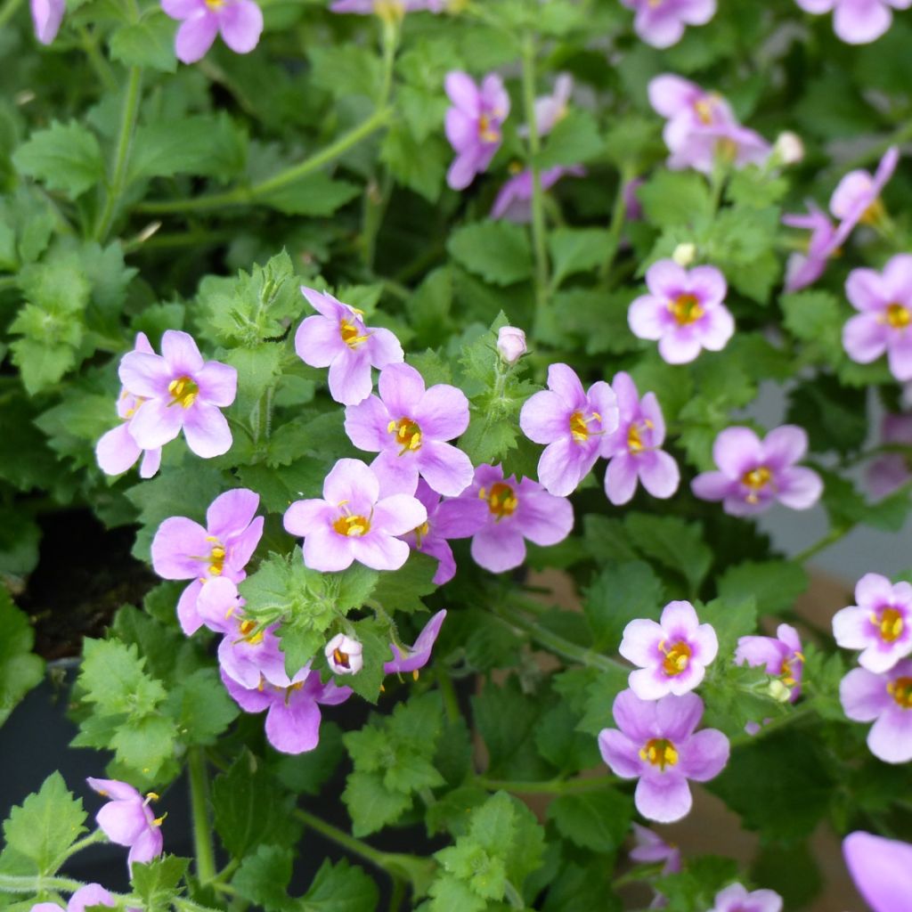 Schneeflockenblume Scopia Gulliver Pink Heart Improved - Bacopa