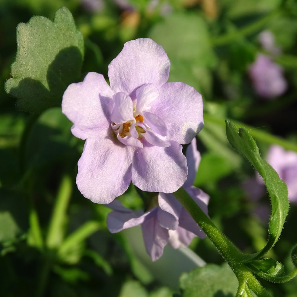 Bacopa Scopia Double Lavender