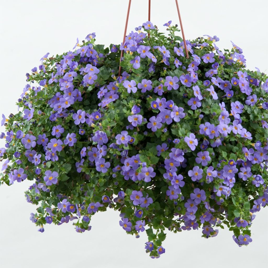 Bacopa Gulliver Blue Sensation 