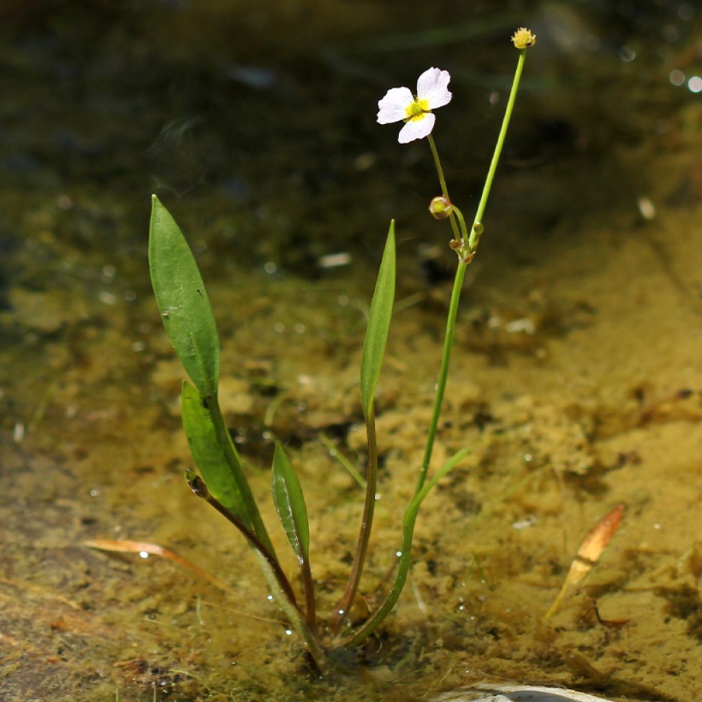 Baldellia ranunculoides - Igelschlauch