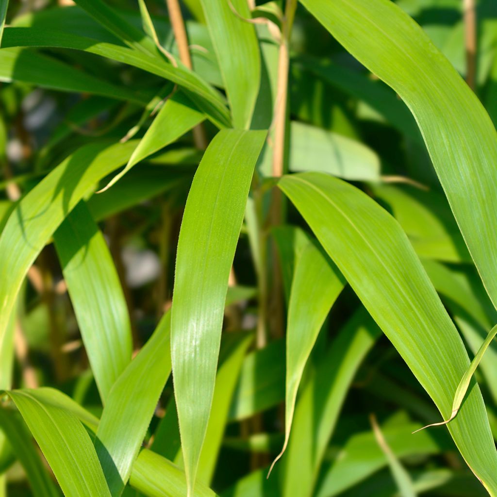 Pseudosasa japonica - Breitblattbambus