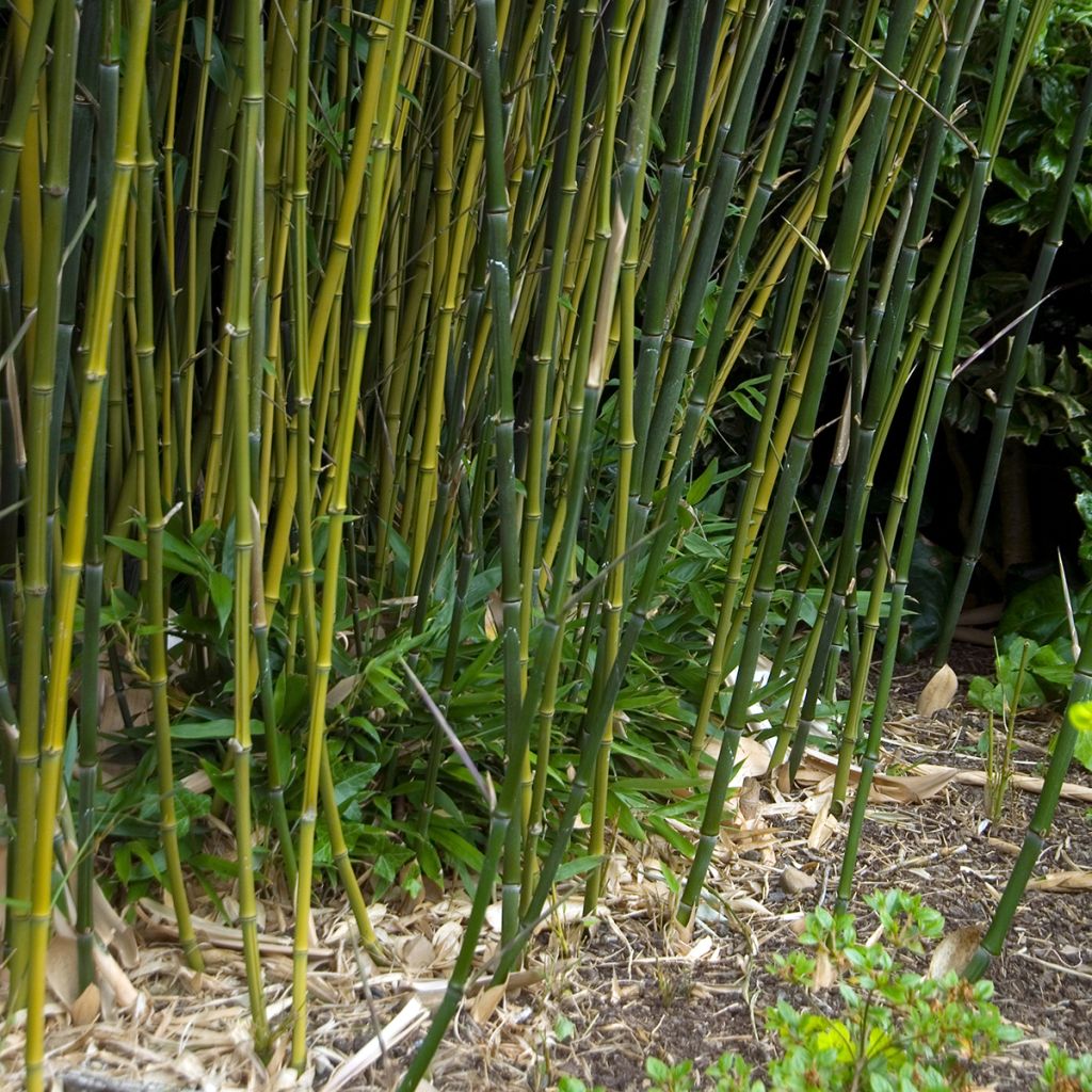 Bisset-Bambus - Phyllostachys bissetii