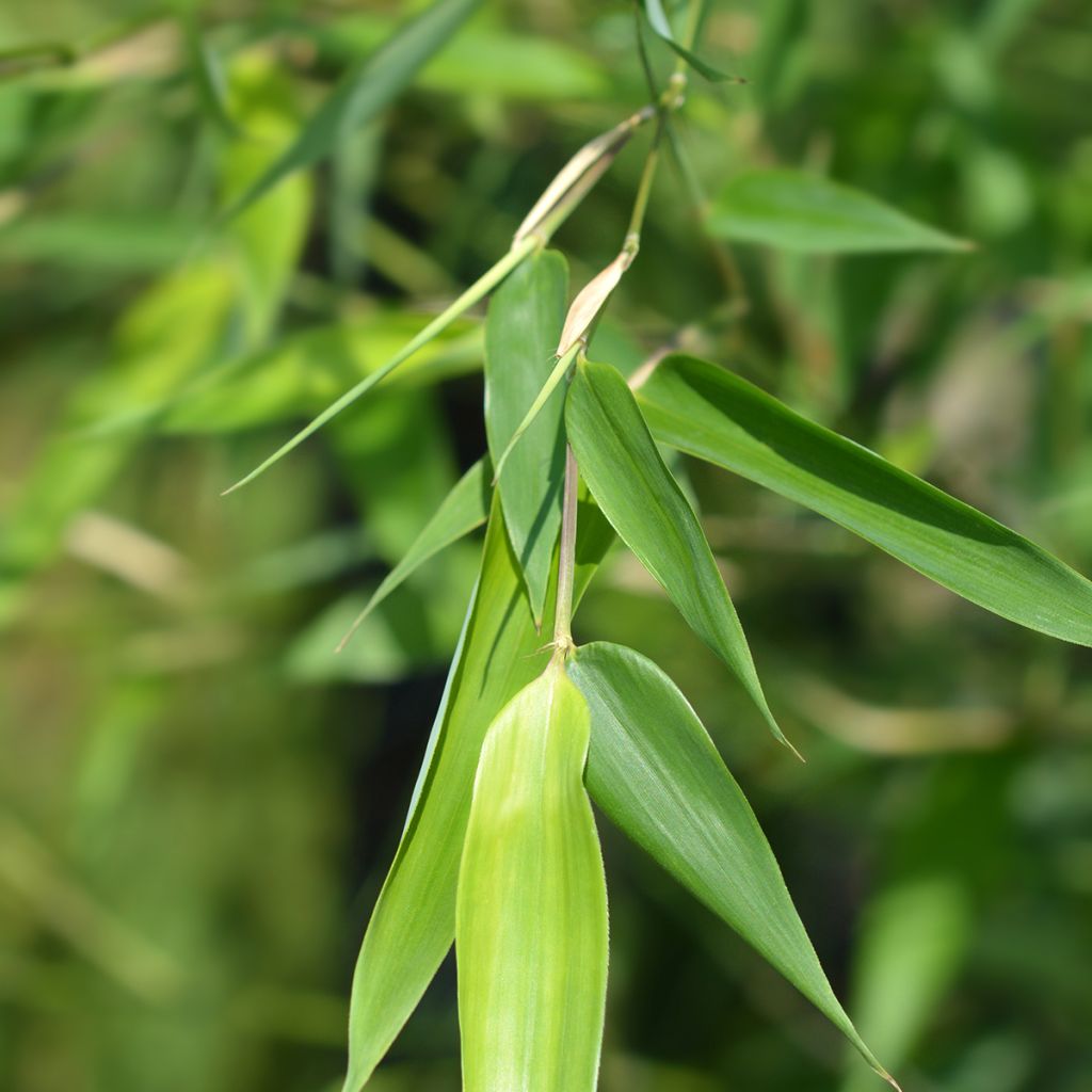 Bisset-Bambus - Phyllostachys bissetii