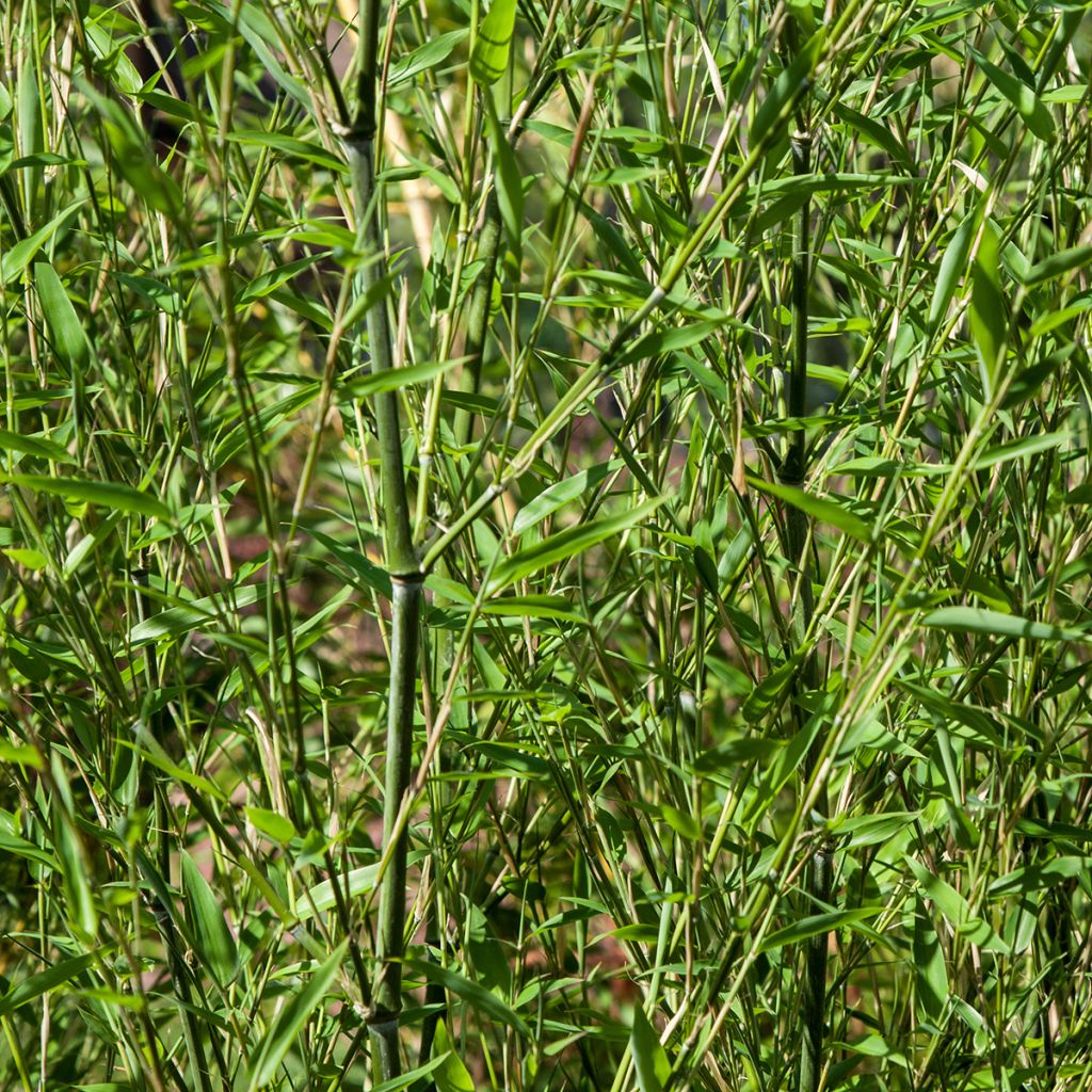 Bisset-Bambus - Phyllostachys bissetii