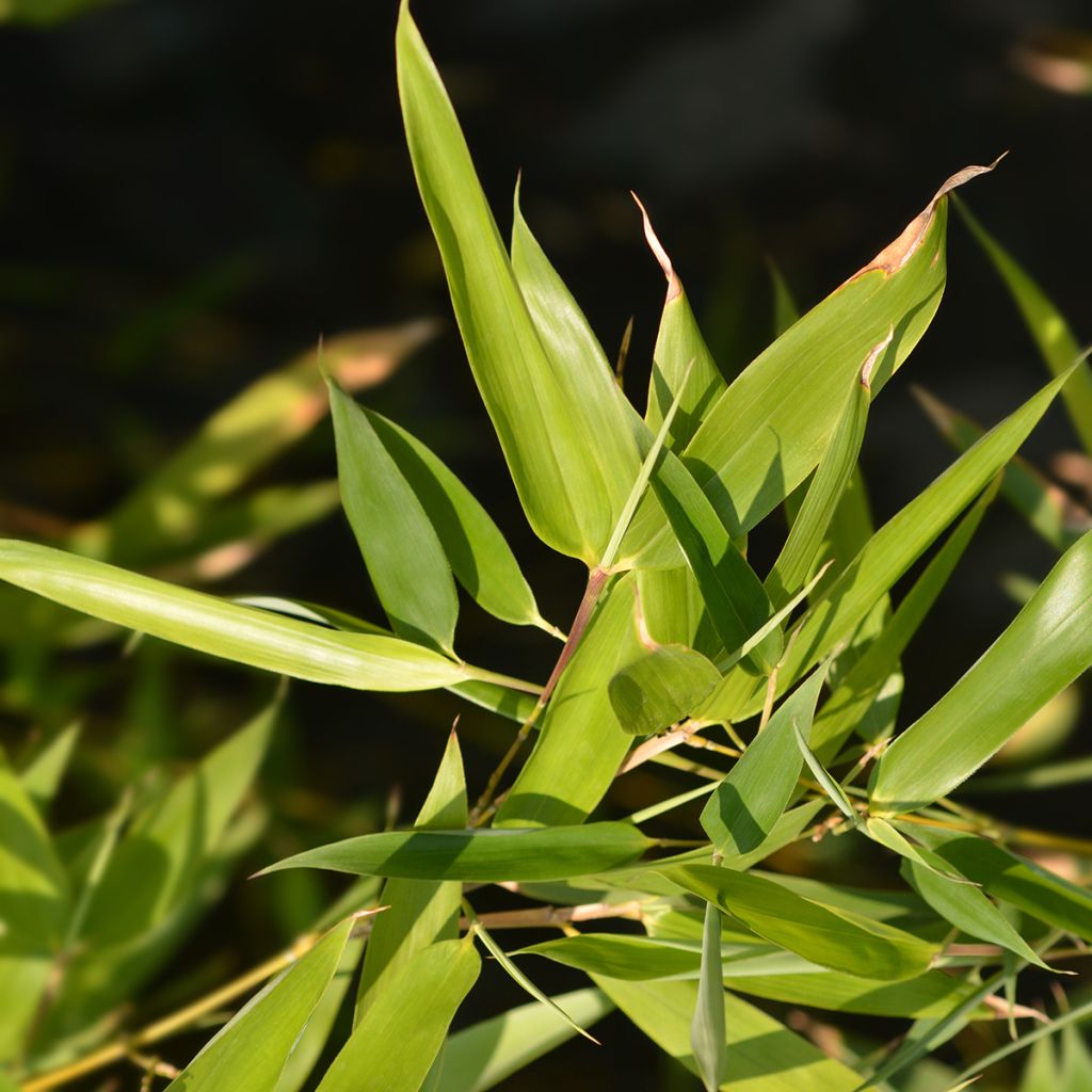 Bisset-Bambus - Phyllostachys bissetii